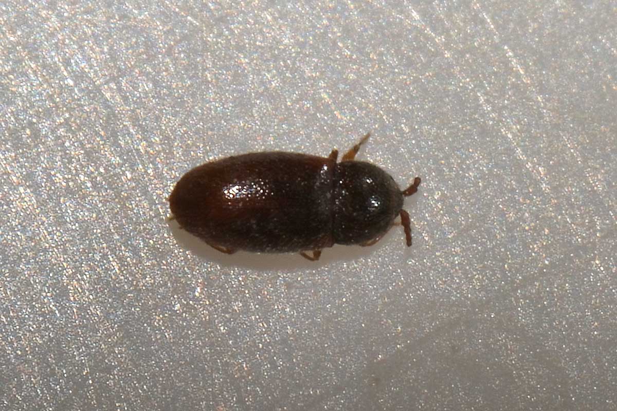 possibile Atomaria sp. (Chryptophagidae)